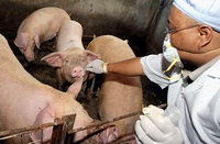 swine_flu_alg_pig_testing_1.jpg