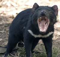 260px_Tasdevil_large_1.jpg